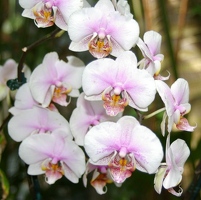Orchids
