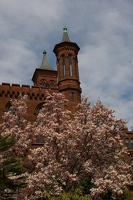 Magnolias and Smithsonian Castle