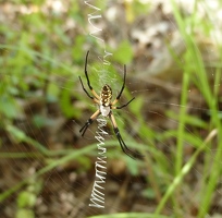 Yellow garden spider