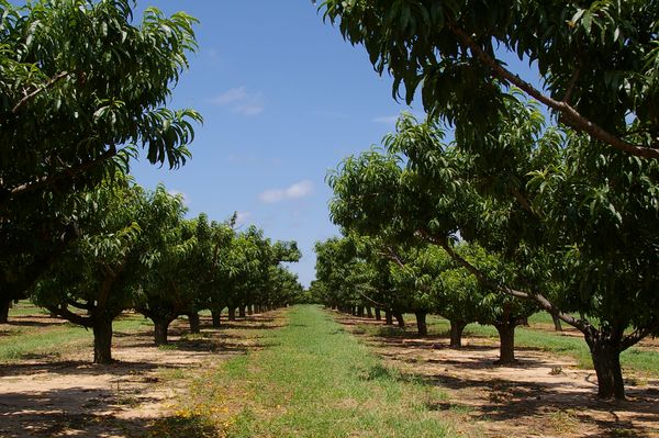 Rows of peach trees