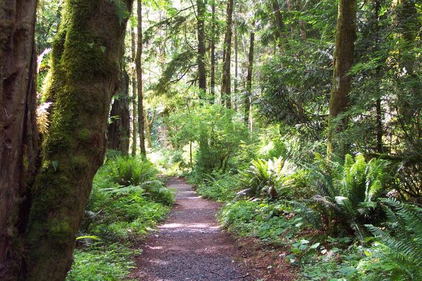 Path in forest