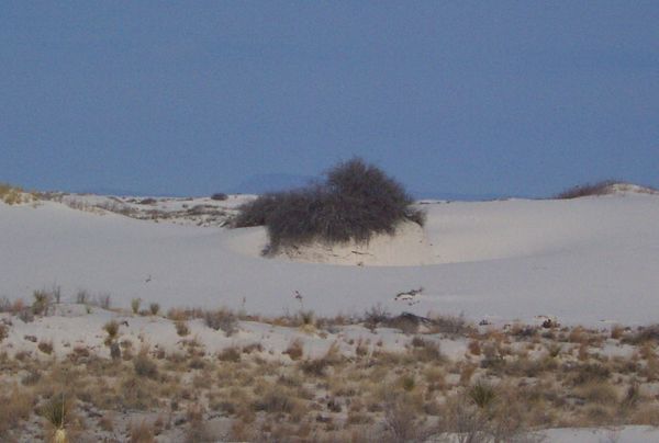 Plant growing in white sands