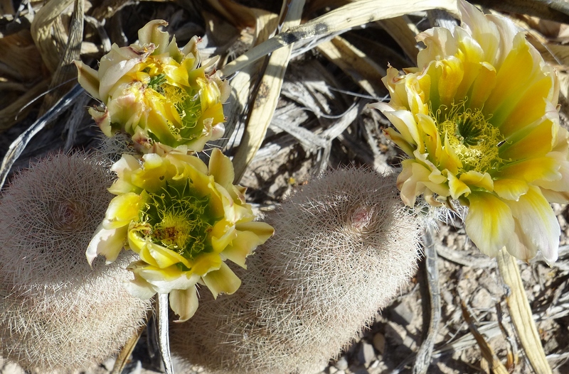 Cactus flower