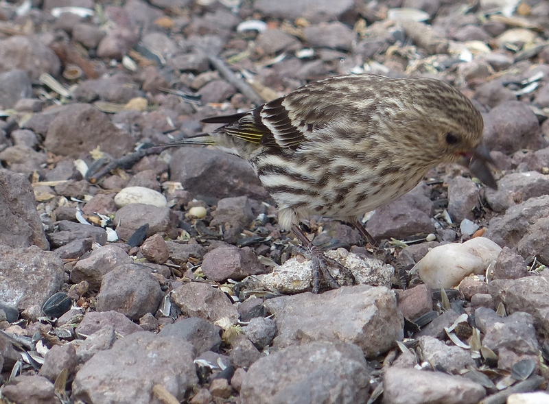 Pine Siskin