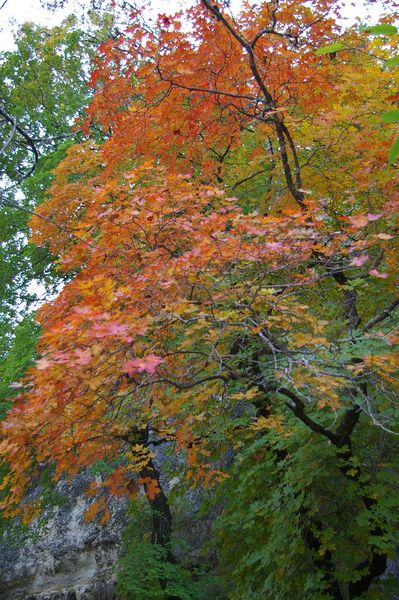 Big tooth maple tree