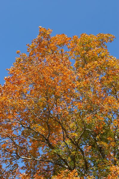 Big tooth maple tree