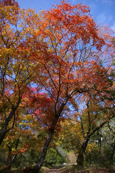 Fall color