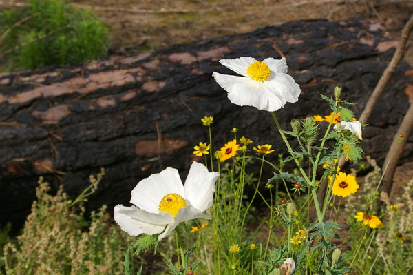 Wildflowers, poppy and coreopsis