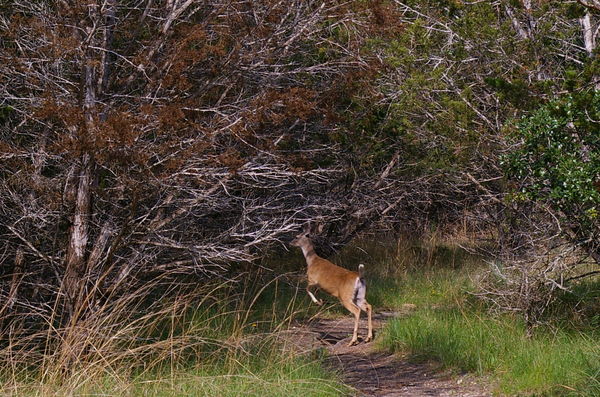 Deer surprised on trail