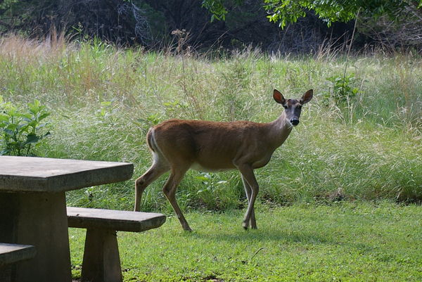 Deer in campsite