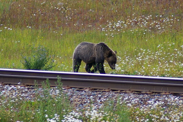 Grizzly bear
