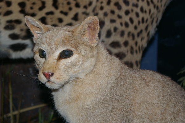 African wild cat