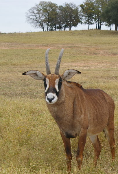 Roan antelope