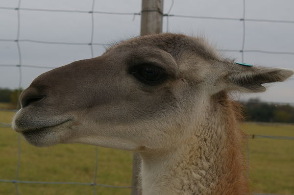 Guanaco