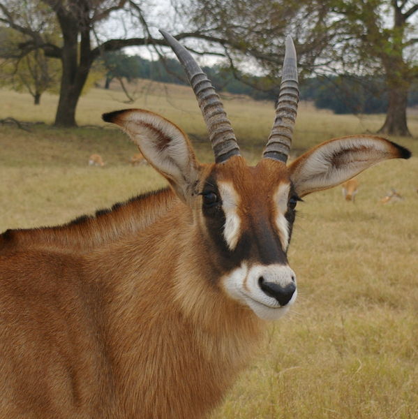 Roan antelope