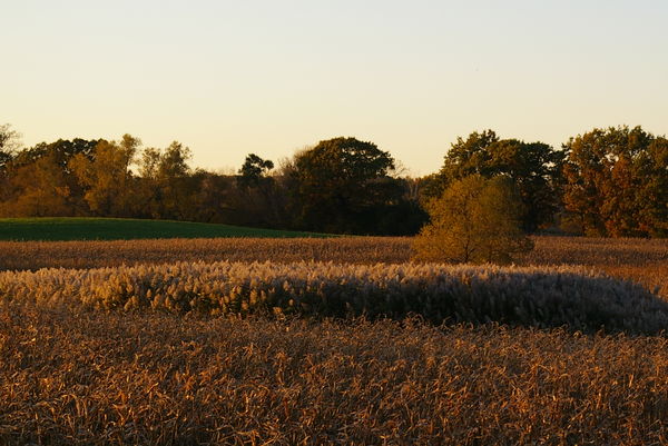 Sunlit field of grass