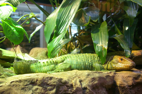 Happy green lizard