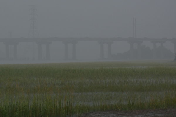 Rainy wildlife preserve
