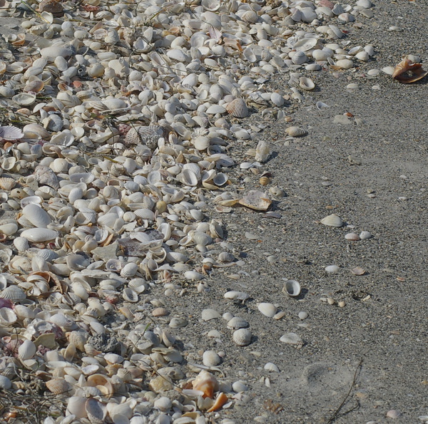 Shelling on the beach