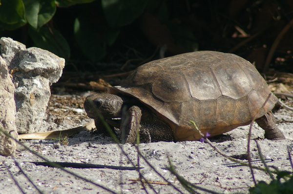 Gopher tortoise