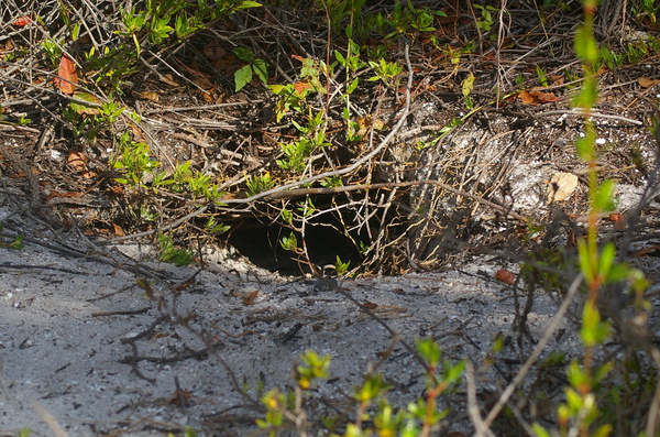 Gopher tortoise burrow