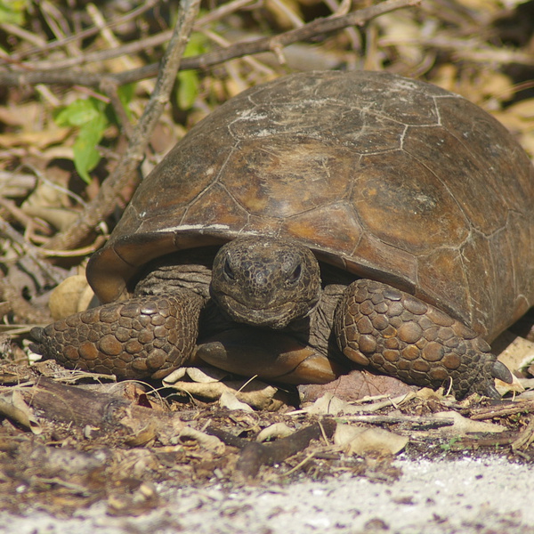 Gopher tortoise