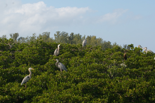 Birds nesting