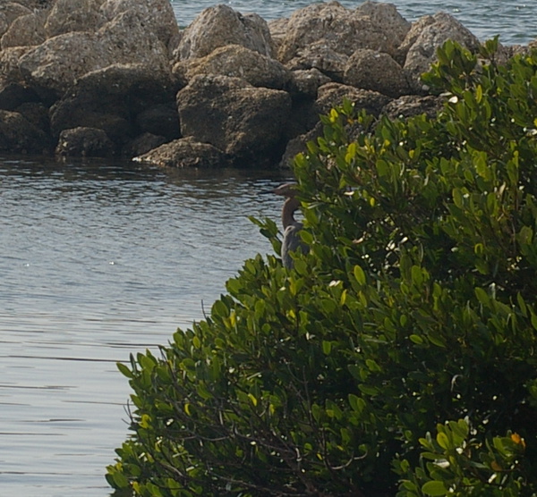 Bird nesting island