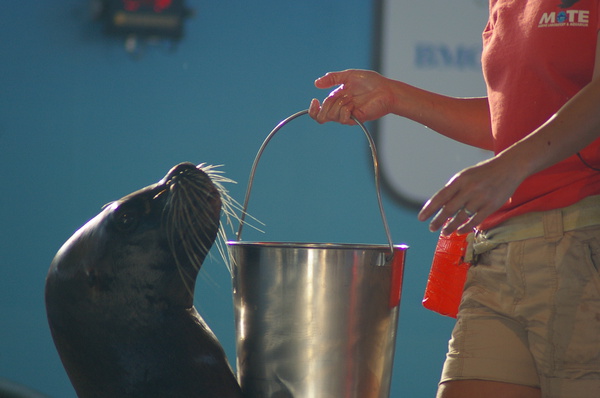 Bucket of fishy treats