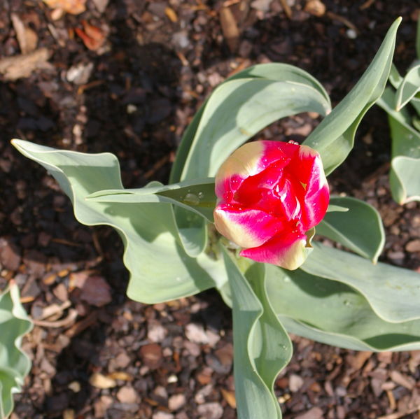 Tulip