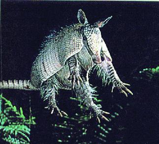 Picture of an armadillo